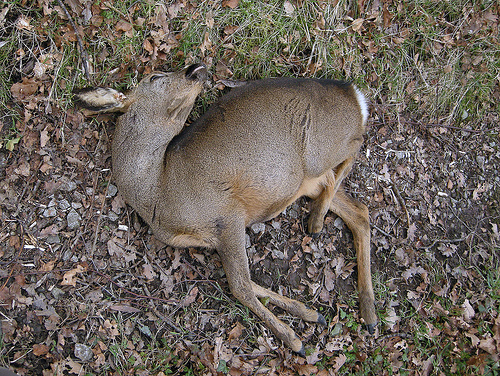 3296247116_ff37660f3b