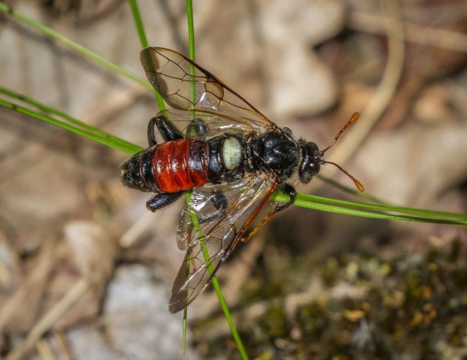 Birch Sawfly 02 july 17