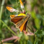 Butterflies and moths