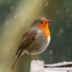 The Big Garden Bird Watch 2020!