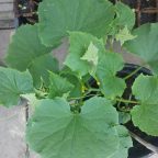 Aren’t vegetables great!