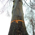 Van Dyke Wood (A619)