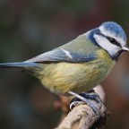 The Big Garden Bird Watch – Part 2!