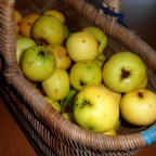 Time to Procure, Prepare and Preserve!