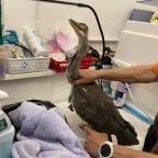 A big Thank you to the Wildlife Angels!!💚